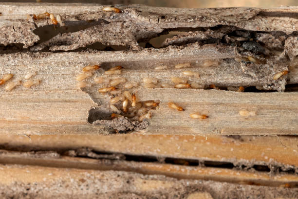 Best Pest Control Near Me  in Frederick, CO
