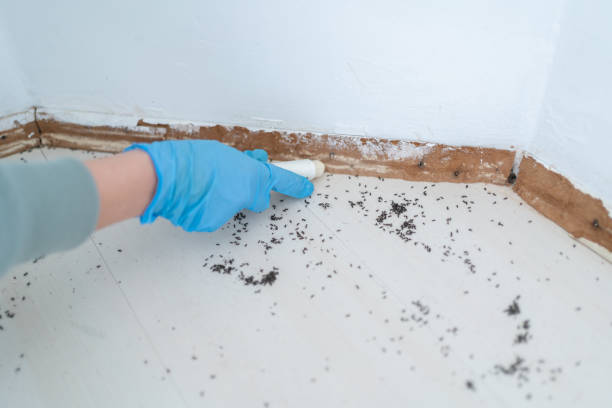 Best Local Pest Control Services  in Frederick, CO